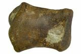 Rare, Valdosaurus? Toe Bone - Isle of Wight, England #123527-2